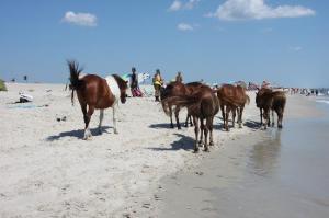 Assateague Island National Seashore