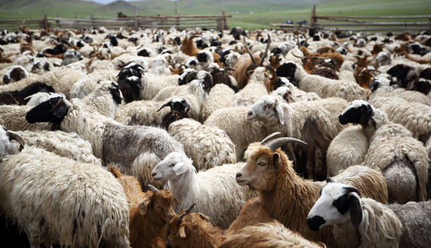 Sheep and Goats