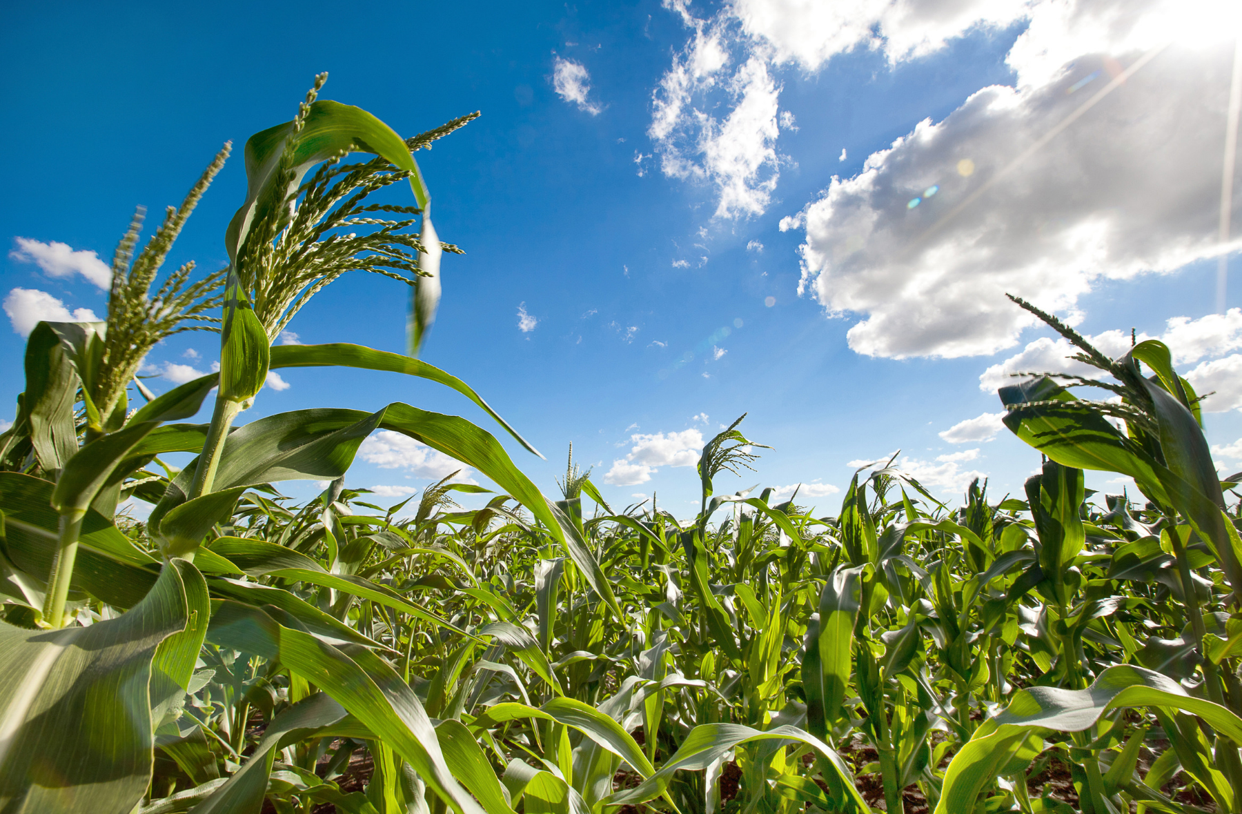 Life Lessons from the Cornfield: Risk vs. Reward