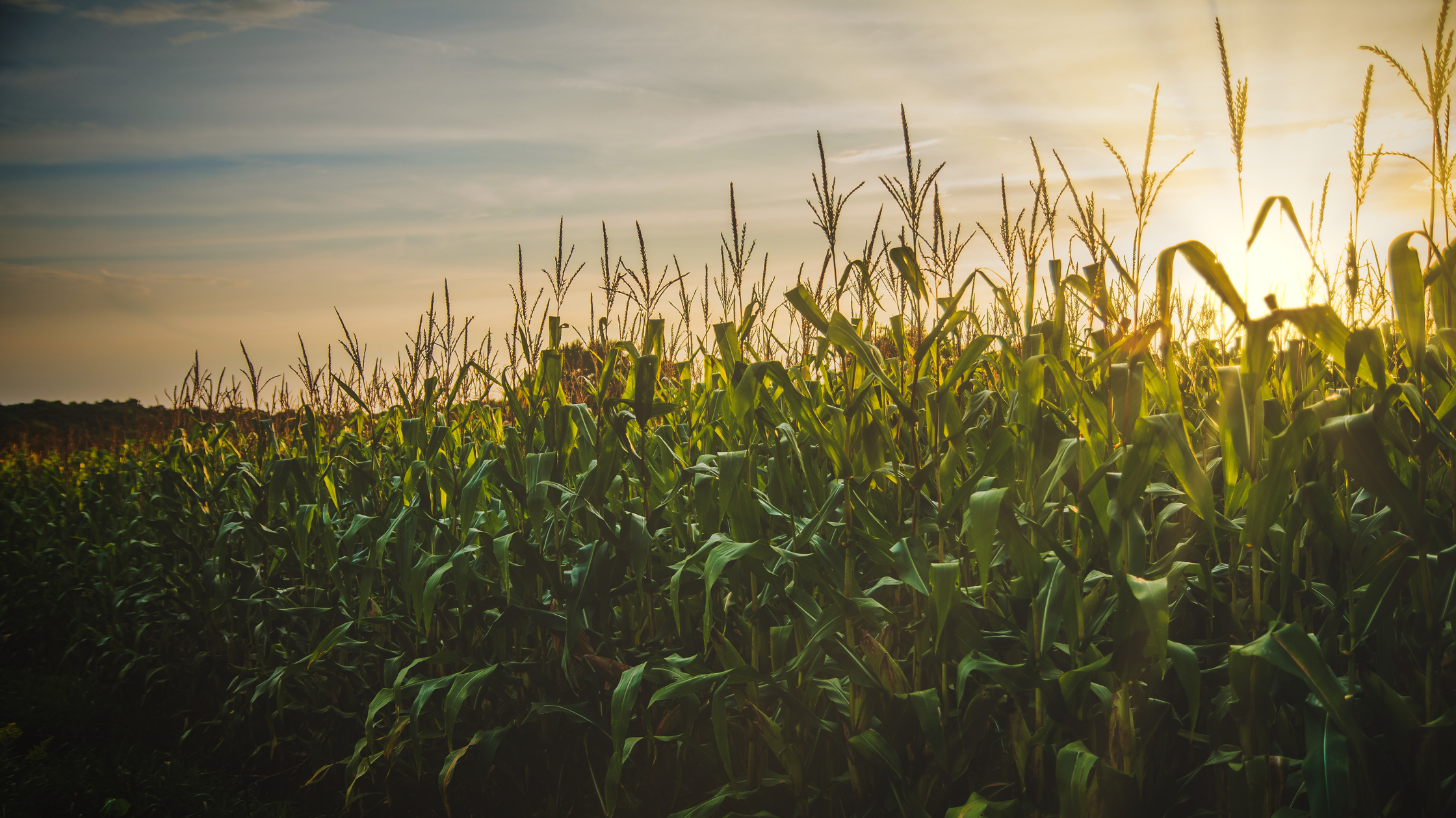 Knee High by the 4th of July